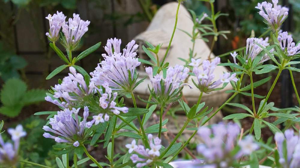 アスペルラ オリエンタリスの投稿画像 By まろんさん 小さな庭と種まきっ子と青い花とおうち園芸とアスペルラ とアスペルラ オリエンタリスとチーム ブルーno 013と花のある暮らしとチーム ブルーとブルーガーデンと種まきっ子と青い花とおうち園芸とアスペルラ