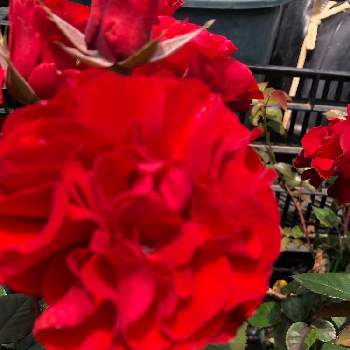 真っ赤な薔薇の花の画像 by ふぅちゃんさん | お出かけ先とスィートマザーと今日の一枚❤とコロナ変異種増加中とホームセンターにてとiPhone8plusで撮影とコロナに負けるな！と植物中毒と医療従事者に感謝と花に癒される日々と真っ赤な火曜日と花のある暮らしと真っ赤な薔薇の花