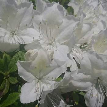 シロツツジの画像 by pasearさん | 小さな庭とシロツツジと白い花と義母の庭と木の白い花