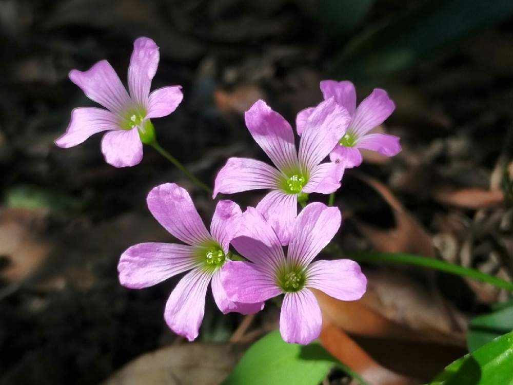 ピンクの花の投稿画像 By S ー S コニーさん かわいい雑草と要注意外来生物と雑草とムラサキカタバミ 21月6月1日 Greensnap グリーンスナップ