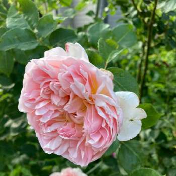 エブリン   バラの画像 by mameさん | 小さな庭とエブリンと薔薇愛同盟と紫陽花好きとエブリン   バラと花のある暮らしと小花好き