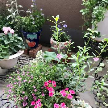 サザンクロス ピンクの投稿画像一覧 Greensnap グリーンスナップ