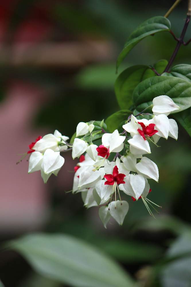 源平カズラの投稿画像 By To126さん 21月6月1日 Greensnap グリーンスナップ