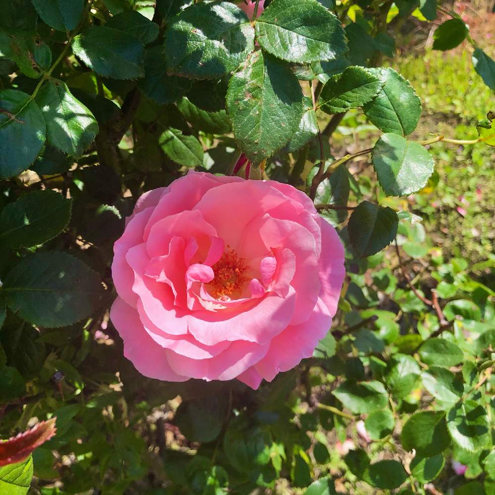 薔薇 ピンクの投稿画像 By Kay Tama Gsk さん カラフルとピンクの花と初夏の花たちとピンクと地植えと広い庭と自慢のバラ 21とカラフルとピンクの花と初夏の花たちとピンクと地植えと自慢のバラ 21 21月6月1日 Greensnap グリーンスナップ Greensnap