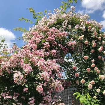 ガゼボのバラの画像 by モナミさん | 私の癒し♡とわたしの楽しみと自慢のバラ_2021と薔薇愛同盟とおうち時間とわれら17年組とバラが咲いたよとバラのある暮らしとガゼボのバラと大好きな花とバラが好きと2021 G Sでバラ園と庭バラ