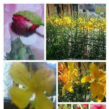 ユリ科♡の画像 by YUUKO☆さん | 窓辺と赤色と医療・介護の皆様に感謝とポピー♡とユリ科♡と黄色の花と蔓延防止しますと感染しませんように
