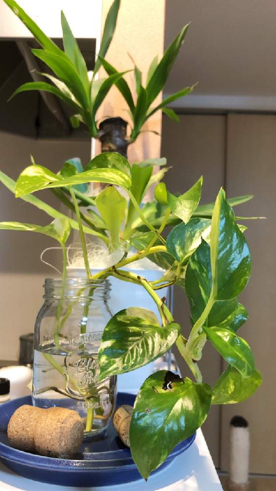 ポトスの投稿画像 By Yuiさん ユッカと成長期とキッチンガーデンと緑のある暮らしと水耕栽培と観葉植物のある暮らしとインテリアグリーン 21月6月1日 Greensnap グリーンスナップ