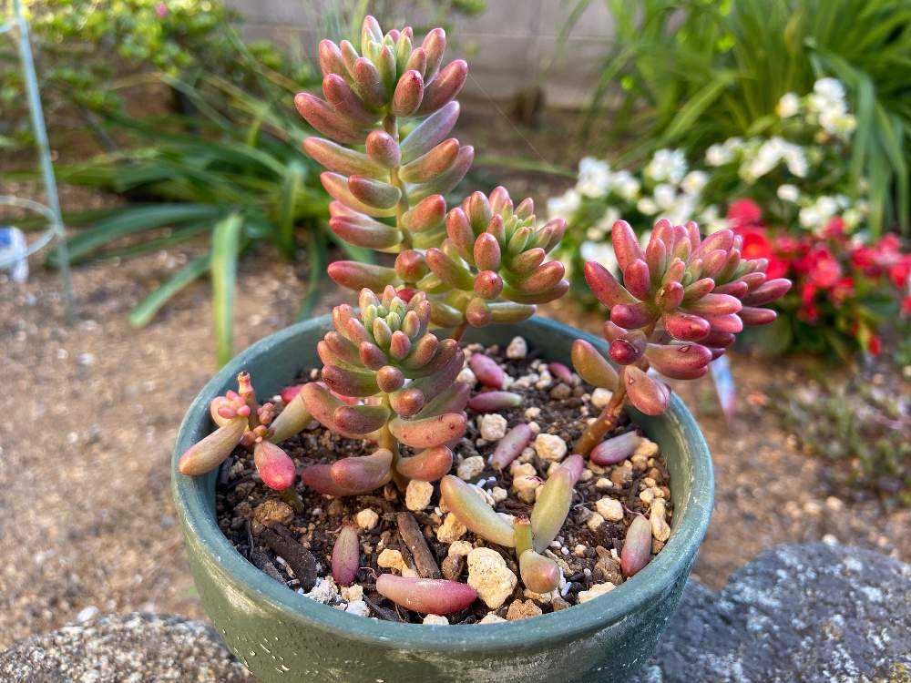 成長記録 オーロラ｜🍀GreenSnap（グリーンスナップ）