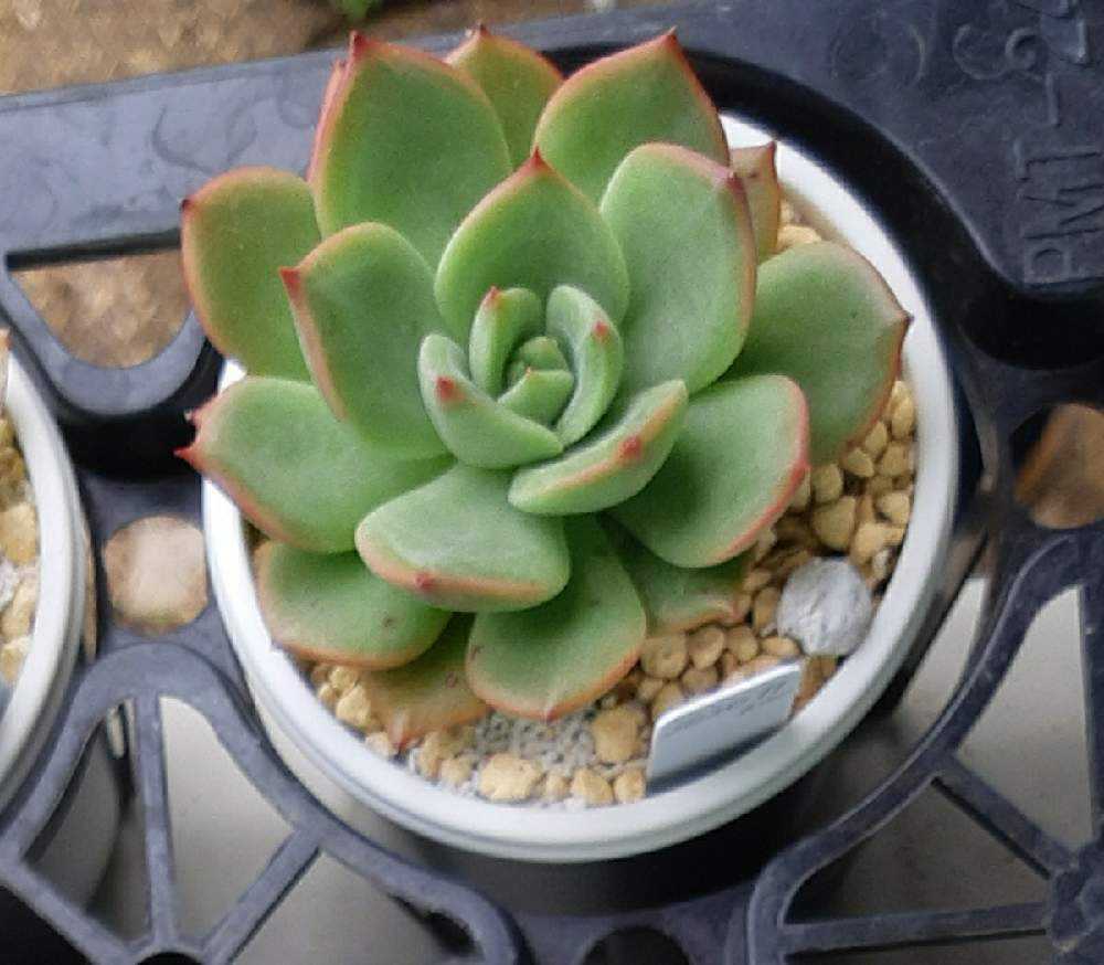 64A💐🌹💐スイレン スリョン ウォーターリリー｜🍀GreenSnap（グリーン