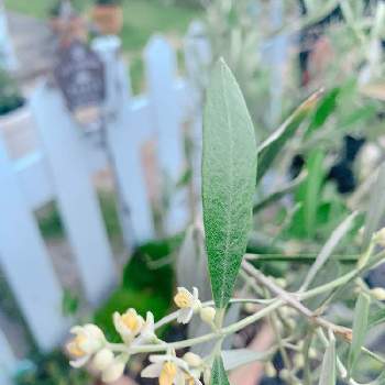 オリーブの花の蕾の投稿画像一覧 Greensnap グリーンスナップ