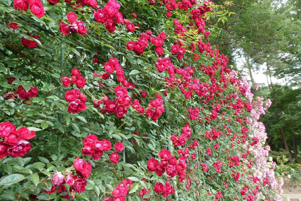 栃木県井頭公園バラ園をバラ園らしい時に再訪しました Greensnap グリーンスナップ