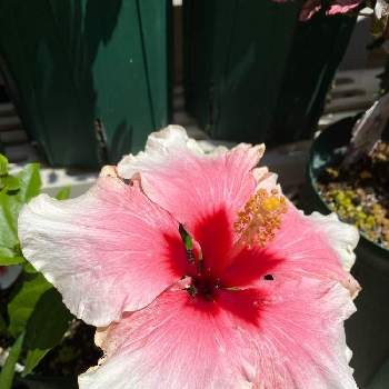 ハイビスカス グレイス3の投稿画像一覧 Greensnap グリーンスナップ