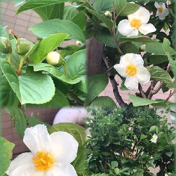ヒメシャラの木の画像 by サッチンさん | 6月の花と木の花と白い花♡とヒメシャラの木