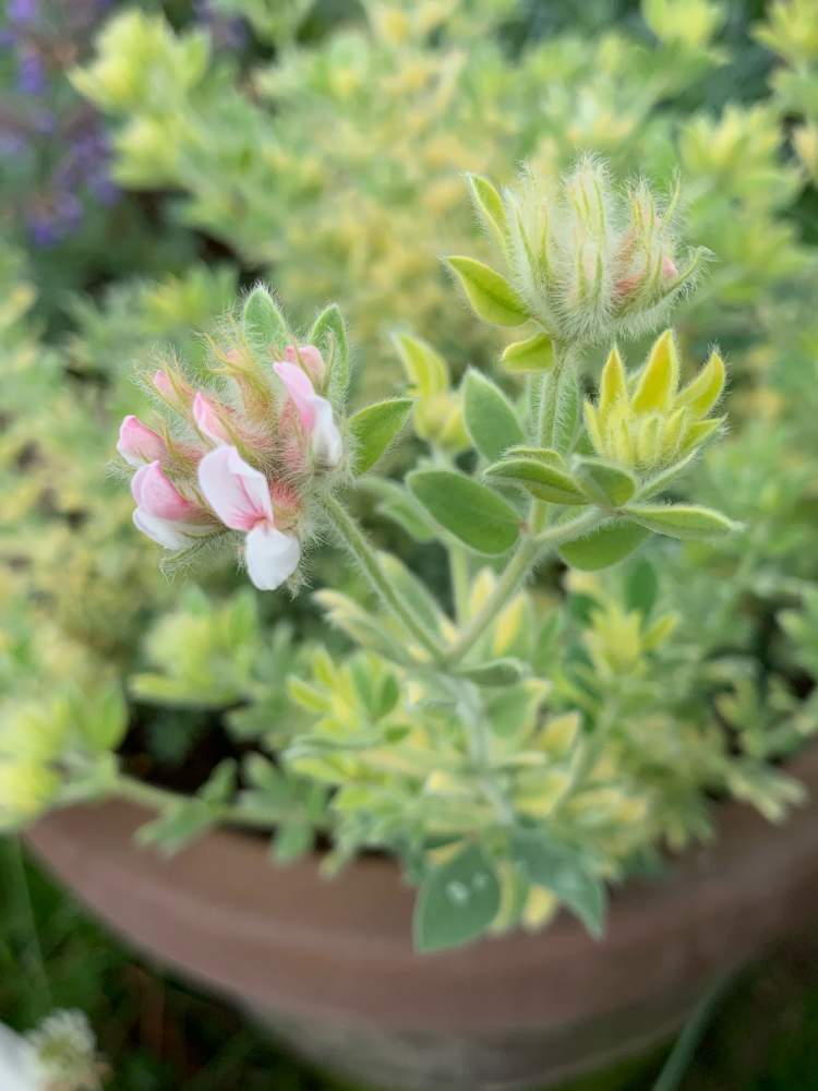 ロータス ブリムストーンの投稿画像 By 花美月さん ロータスブリムストーンの花とガーデニングと鉢植えガーデニング 21月6月1日 Greensnap グリーンスナップ