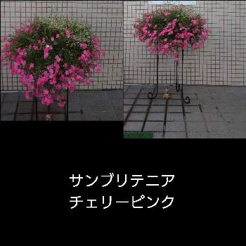 サンブリテニアチェリーピンクの画像 by mamychanさん | 玄関と九州とＰＷとサンブリテニアチェリーピンクと鉢植えと暑さに負けることなく開花とPWもりもり自慢2021と生育旺盛とサンブリテニア☆とＰＷサンブリテニアチェリーピンクとＰＷ育てたよとＰＷユーフォルビアダイヤモンドフロスト
