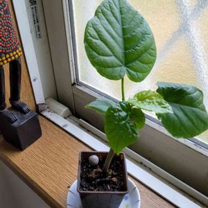 100均観葉植物,みどりのある暮らし, ウンベラータ,鉢植え✨,葉っぱ いいなぁの画像