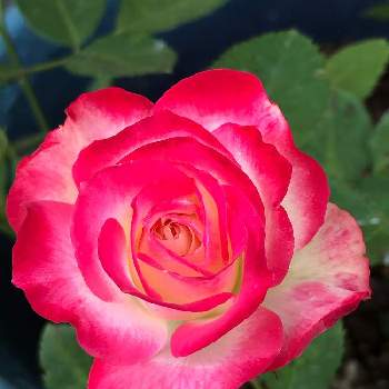 薔薇　ジュビレ.デュ.プリンス.ドゥ.モナコの画像 by うふふさん | 薔薇　ジュビレ.デュ.プリンス.ドゥ.モナコとGSでお買い物と自慢のバラ_2021とばら バラ 薔薇とうふふの薔薇2021と水曜ローズショーと薔薇に魅せられてと2021 GSでバラ園と花のある暮らしとチーム愛知と自己大満足♡とうふふの覆輪、絞りの薔薇