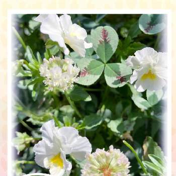 クローバーのお花の画像 by トモさん | 小さな庭とお花大好き♡と可愛いいよねときれいだね〜〜❣️とクローバーのお花と花のある暮らし