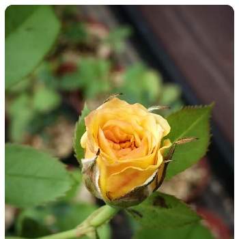 バラ ハニーディジョンの画像 by Cicelyさん | 小さな庭とバラ ハニーディジョンとみどりのある暮らしとばら バラ 薔薇と水曜ローズショーと花のある暮らしとバラ・ミニバラ