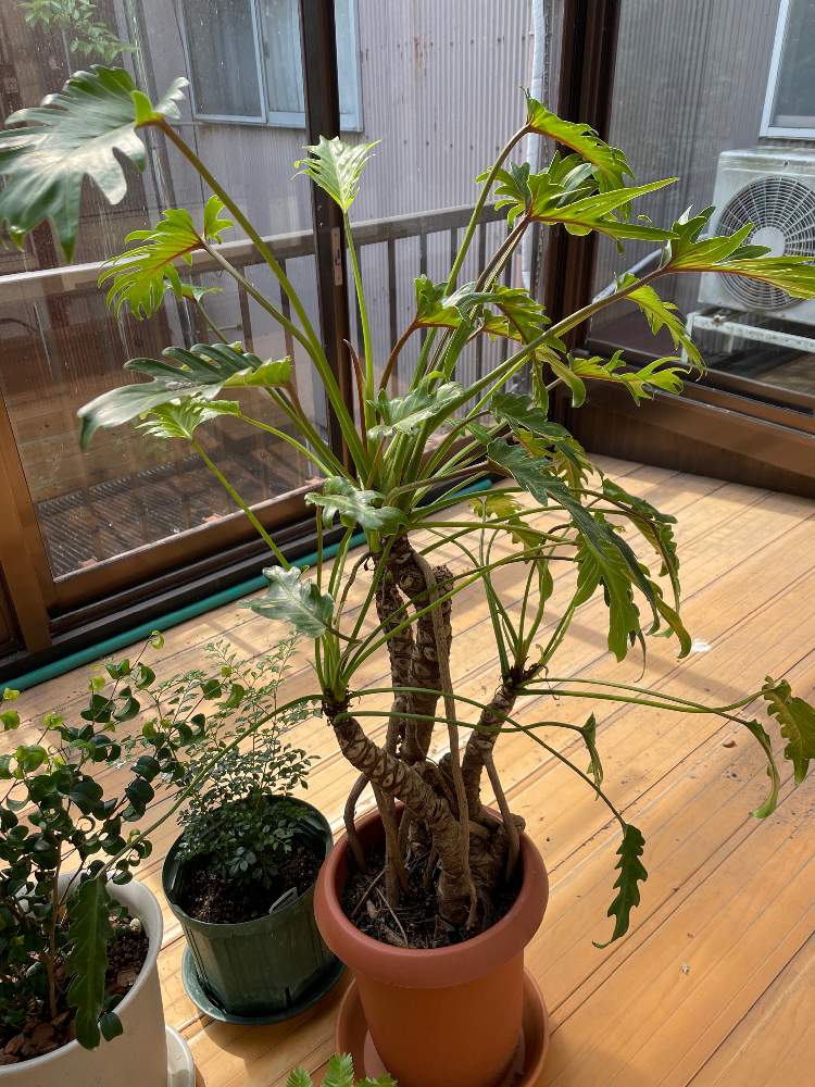 クッカバラの投稿画像 By Rosso Houseさん フィロデンドロンとフィロデンドロン クッカバラとインテリア 21月6月2日 Greensnap グリーンスナップ Greensnap グリーンスナップ クッカバラの投稿画像 By Rosso Houseさん フィロデンドロンとフィロデンドロン クッカバラとインテリア 21月6月2日 Greensnap グリーンスナップ Greensnap グリーンスナップ