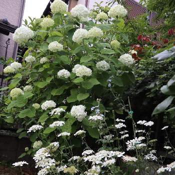 インクレディボールの投稿画像一覧 Greensnap グリーンスナップ