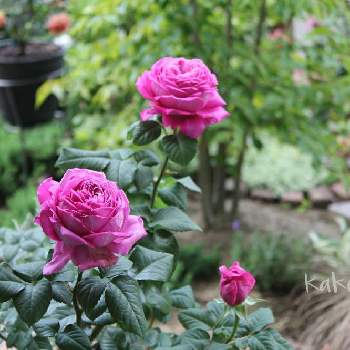 静かな朝の画像 by かこさん | バラ ノスタルジックエレガンスとバラ初心者と花と緑のある暮らしとばら バラ 薔薇とマイガーデンと静かな朝とガーデニングとバラが好きと爽やかな朝と自慢のバラ_2021