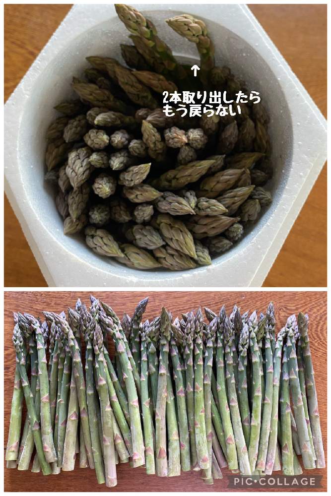 アスパラガスの投稿画像 By はるらららさん お野菜とおいしい暮らしと旭川と大地の恵みとja東神楽となんじゃこりゃってくらい美味しいと旬野菜と農家さんに感謝と北海道 21月6月2日 Greensnap グリーンスナップ