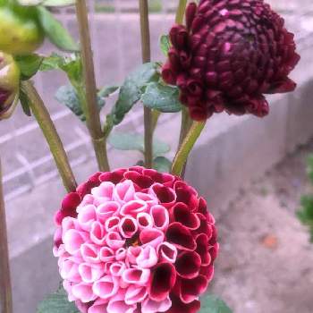ポンポン咲きダリアの投稿画像一覧 Greensnap グリーンスナップ