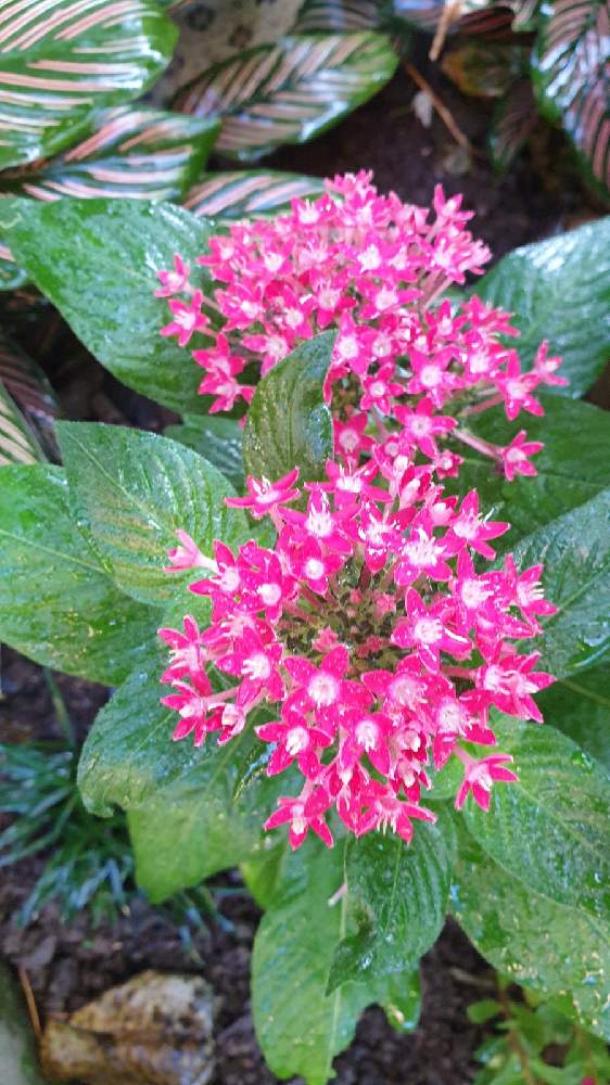 ペンタスの投稿画像 By Keikoさん 21月6月2日 Greensnap グリーンスナップ