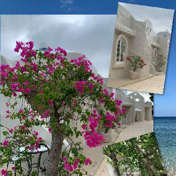 ブーゲンビリアのお花の投稿画像一覧 Greensnap グリーンスナップ