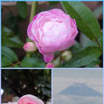 今日の富士山の画像 by 花咲け❗じいちゃん!さん | 小さな庭と薔薇♡と今日の富士山と水曜ローズショー