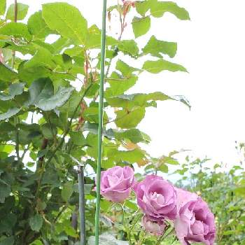 ブルーフォーユーの投稿画像一覧 Greensnap グリーンスナップ