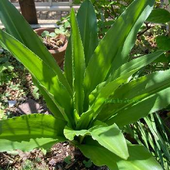 ヒヤシンスの仲間の投稿画像一覧 Greensnap グリーンスナップ
