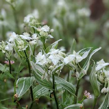 白い小花の投稿画像一覧 Greensnap グリーンスナップ