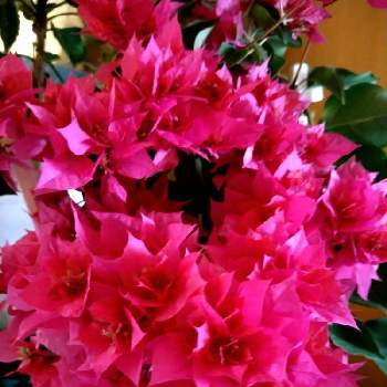 八重咲きブーゲンビリアの画像 by ロシェさん | 部屋と八重咲きブーゲンビリアとロシェブランドと中南米原産とオシロイバナ科とピンクの苞とブーゲンビリア属と熱帯植物