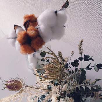 コットンフラワーの投稿画像一覧 Greensnap グリーンスナップ