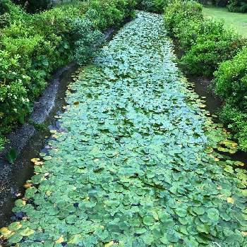 アロハガーデン館山の投稿画像一覧 Greensnap グリーンスナップ