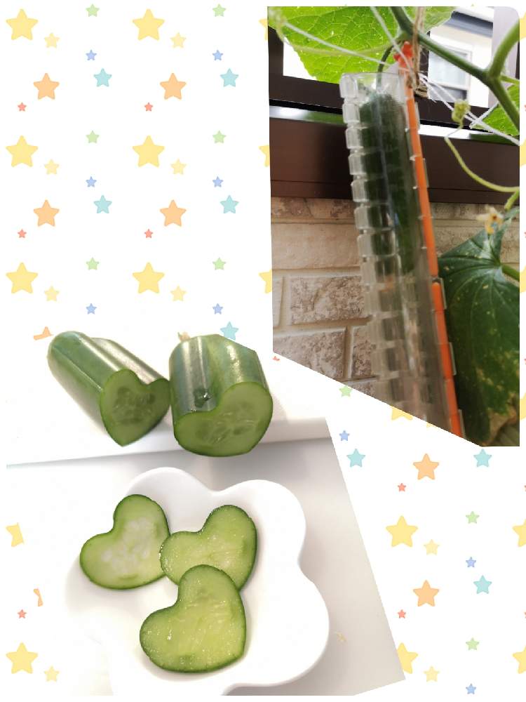 キュウリの投稿画像 By きゃなさん 開花と家庭菜園と不思議な形と食べられるとうどんこ病とグリーンカーテンとやさいと夏野菜とつる植物 21月6月2日 Greensnap グリーンスナップ