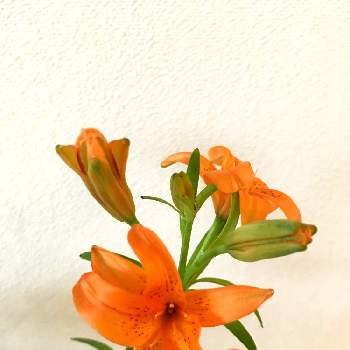 姫百合
