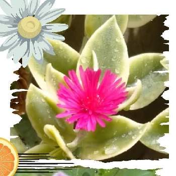 ローズ色の花の画像 by レモンさん | 小さな庭と多肉植物とベビーサンローズ❤︎とハンキングとサフィニアアート あずきフラッペとおうち園芸といやし♡とローズ色の花と可愛い♡