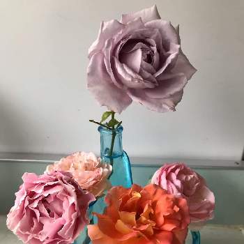 薔薇 ダフネの画像 by グッチさん | キッチンとつるバラ・ブルームーンとピエールドゥロンサールとピエールドゥロンサールと薔薇 ブラスバンドと薔薇 ダフネと可愛いピンクのお花とおうち園芸とオレンジの花と青紫の花と薔薇の花