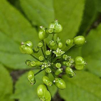 高麗人参の投稿画像一覧 Greensnap グリーンスナップ 高麗人参の投稿画像一覧 Greensnap グリーンスナップ