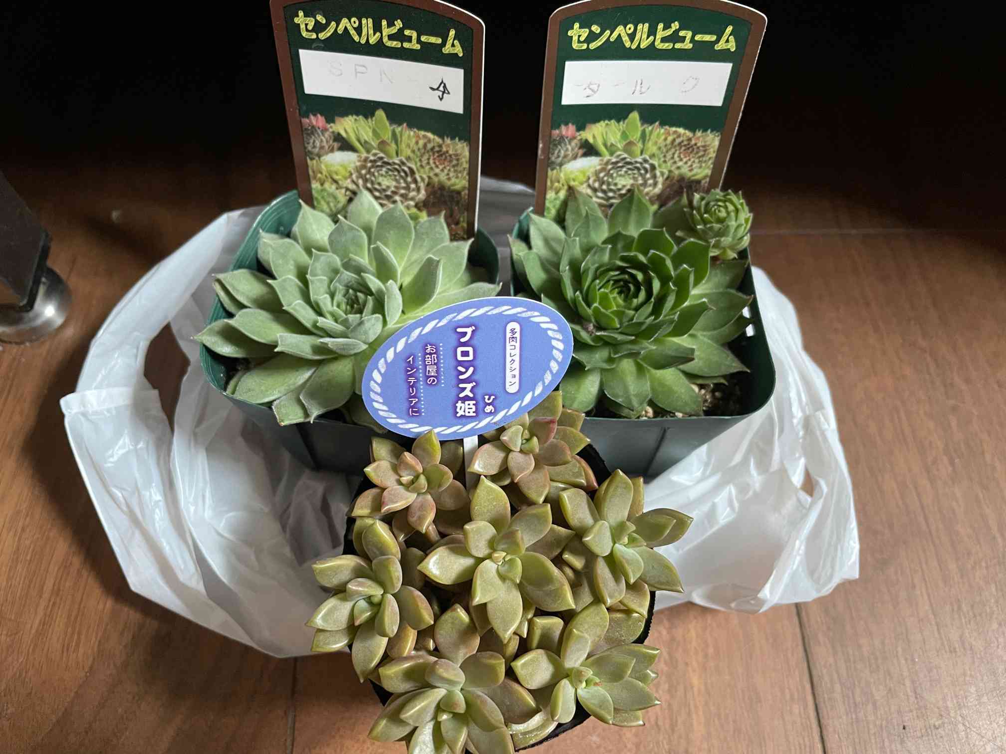 センペルビウム タルクの一覧｜🍀GreenSnap（グリーンスナップ）