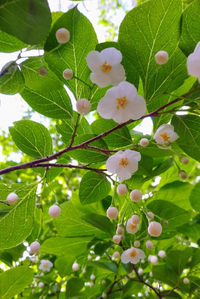 エゴノキの投稿画像 By つきかさん 可愛い とちいさなちいさな花と季節の花と花のある暮らしと白い花と花が好きとかわいい花 21月6月2日 Greensnap グリーンスナップ