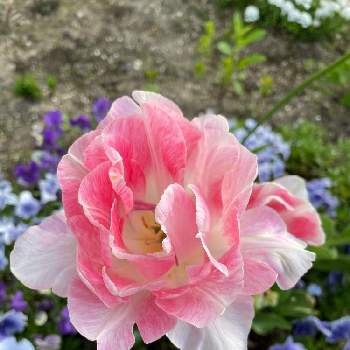 チューリップ アンジェリケの投稿画像一覧 Greensnap グリーンスナップ