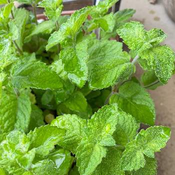 グレープフルーツミントの投稿画像一覧 Greensnap グリーンスナップ