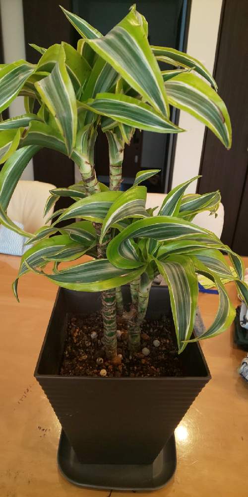 ドラセナ レモンサプライズの成長について Greensnap グリーンスナップ