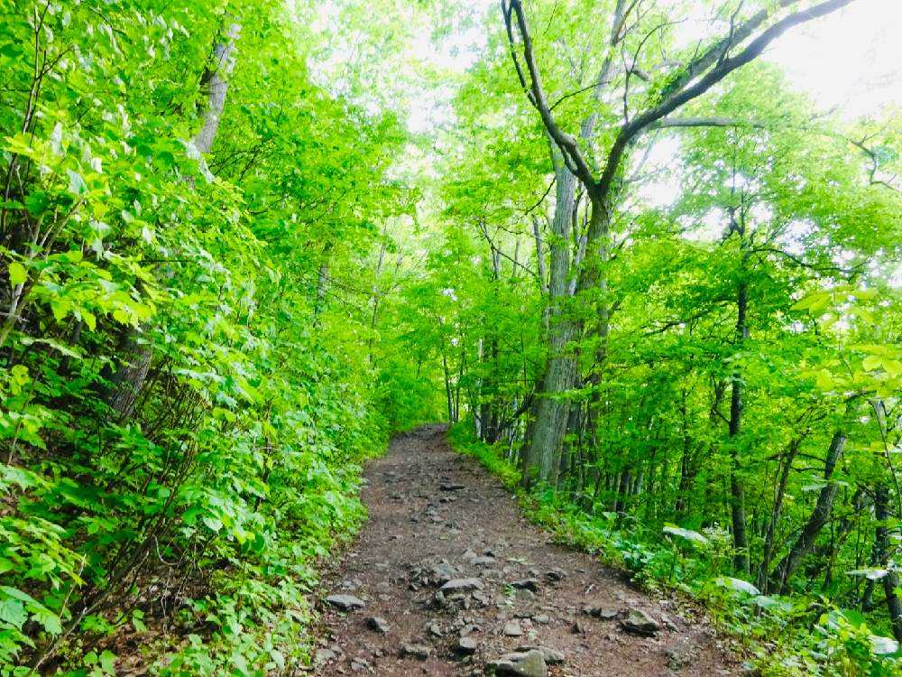 自然の恵み　山人参　シャク　ハーブ苗　家庭菜園　保存食　ガーデニング山野草 自然の恵み 山人参 シャク ハーブ苗 家庭菜園 保存食