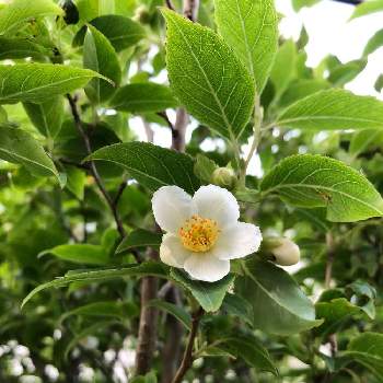 ヒメシャラの木の画像 by クルミさん | 小さな庭と夏椿と小さな庭の花と植物のある暮らしとシャラの木とヒメシャラの木と白い花