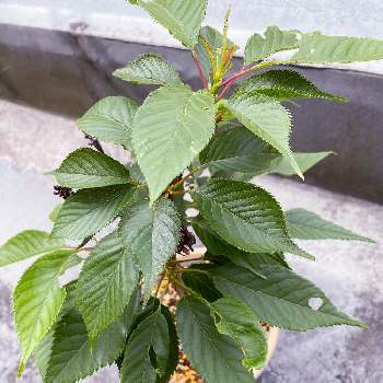 葉桜の投稿画像一覧 Greensnap グリーンスナップ